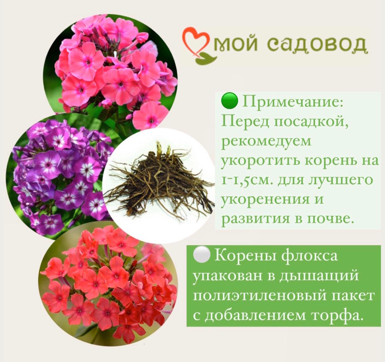 Флокс шиловидный Атропурпуреа