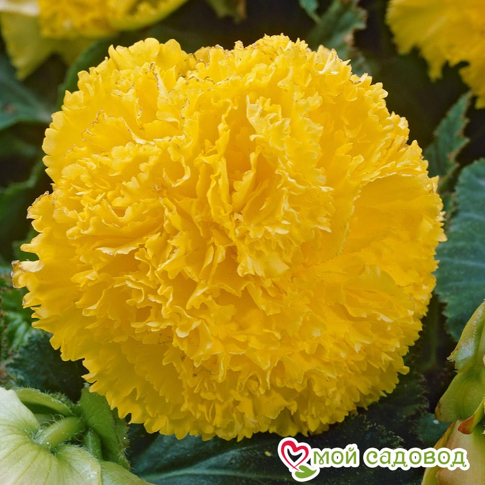 Бегония Бахромчатая Желтая