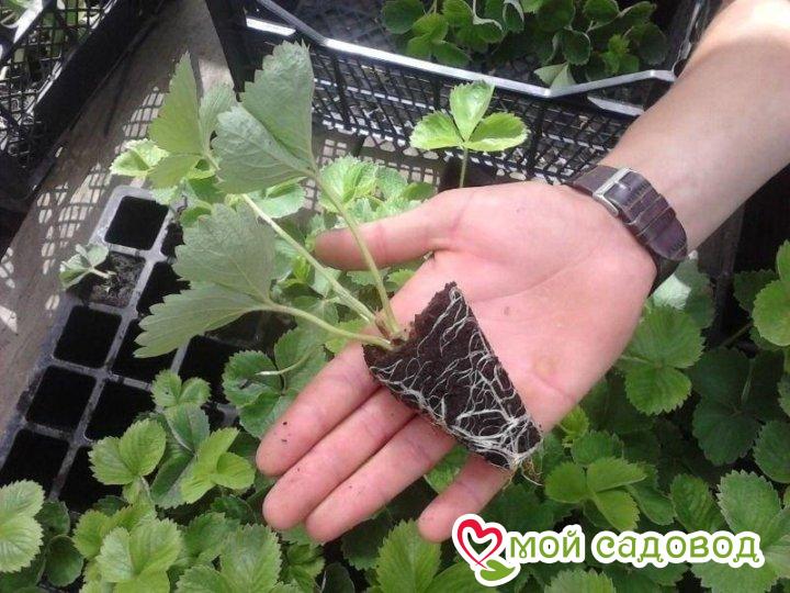 Клубника Анастасия